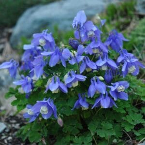 Biljke za kamenjare Aquilegia flabellata