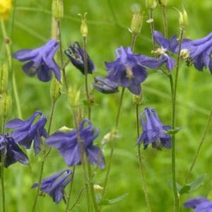Trajnice Aquilegia vulgaris