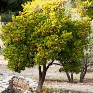 Grmovi Arbutus unedo