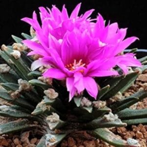 Kaktus Ariocarpus agavoides
