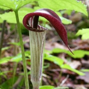 Lukovičaste biljke Arisaema triphyllum