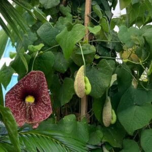 Penjačice Aristolochia macrophylla