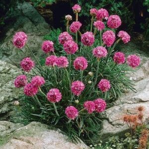 Trajnice Armeria maritima