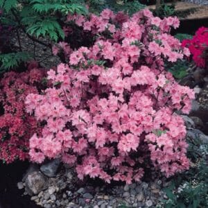 Grmovi Azalea japonica