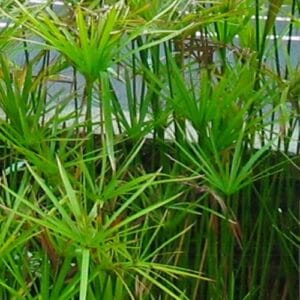 Vodene biljke Cyperus alternifoliusjpg