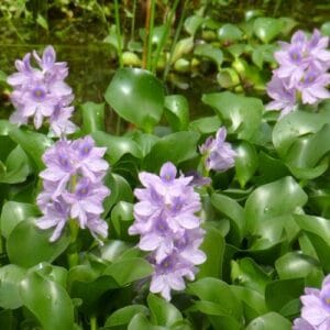 Vodene biljke Eichhornia crassipes