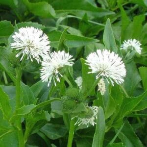 Vodene biljke Gymnocoronis spilanthoides