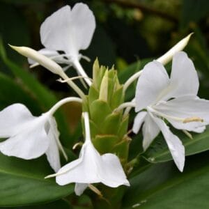 Vodene biljke Hedychium coronarium
