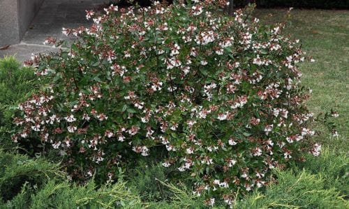 Abelia × grandiflora Dekorativna vrijednost