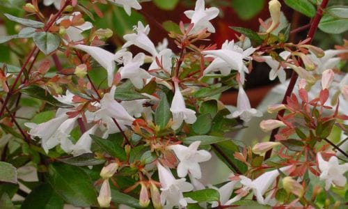 Abelia × grandiflora Idealni uvjeti za sadnju i uzgoj