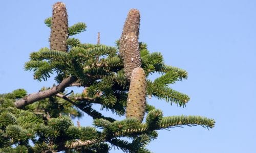 Abies alba Gospodarska i dekorativna vrijednost