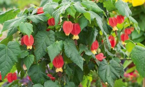 Abutilon megapotamicum Uvjeti uzgoja i njega