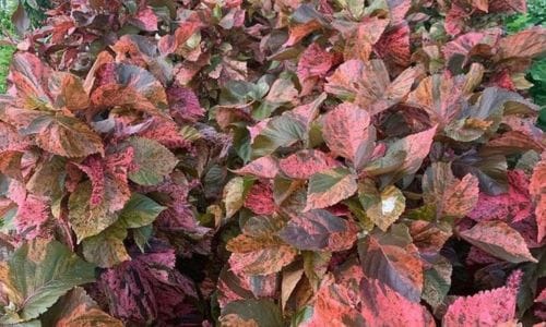 Acalypha wilkesiana Dekorativna vrijednost