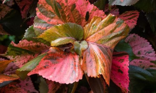 Acalypha wilkesiana Uzgoja i zahtjevi za uspješan rast