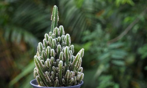 Acanthocereus tetragonus Dekorativna i praktična vrijednost
