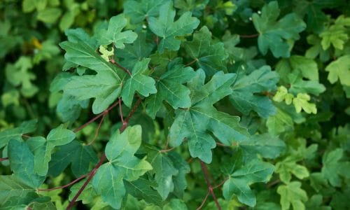 Acer campestre Dekorativna i funkcionalna vrijednost