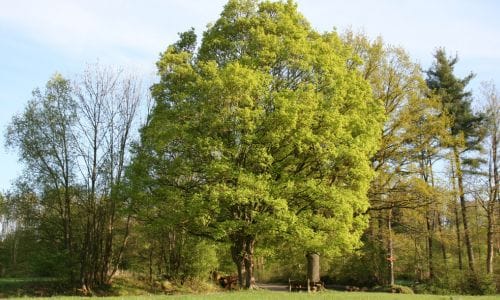 Acer campestre Uzgoj i uvjeti za rast