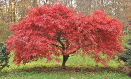Acer palmatum Sorte i dekorativna primjena
