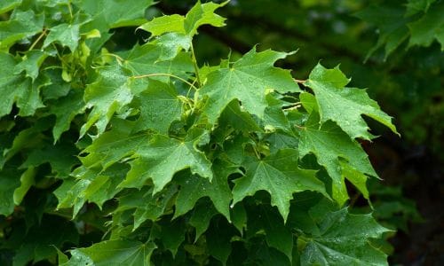 Acer platanoides Uzgoj i uvjeti koji pogoduju rastu