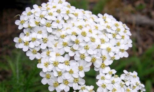 Achillea millefolium Ljekovita svojstva i tradicionalna uporaba