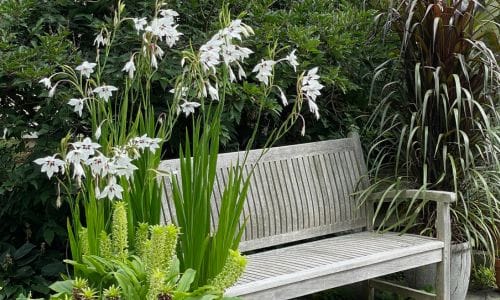 Acidanthera murielae Dekorativna uloga
