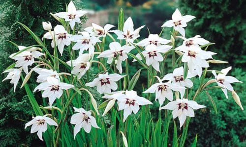 Acidanthera murielae Uzgoj i uvjeti koji pogoduju rastu