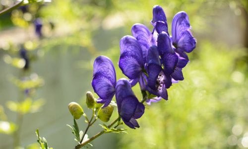 Aconitum napellus Uvjeti uzgoja ​