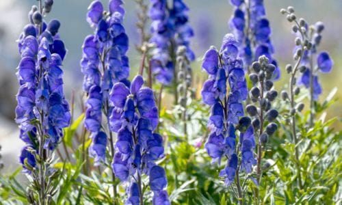 Aconitum napellus​ Dekorativna vrijednost