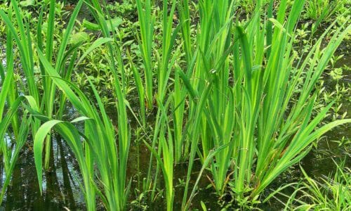 Acorus calamus Uvjeti rasta i način sadnje
