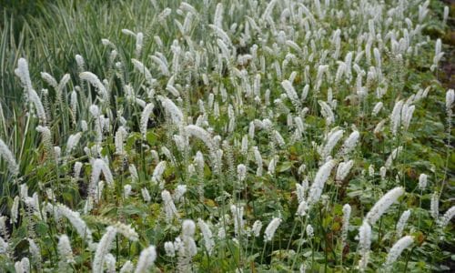 Actaea simplex Dekorativna vrijednost