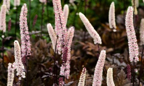 Actaea simplex Uvjeti uzgoja i osnovna njega