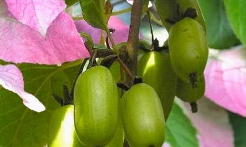 Actinidia kolomikta Dekorativna i jestiva vrijednost