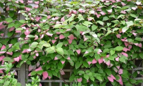 Actinidia kolomikta Zahtjevi za uspješan uzgoj