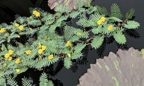Aeschynomene fluitans​ Estetska i funkcionalna uloga