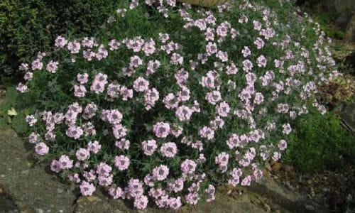 Aethionema armenum Dekorativna primjena u kamenjarima