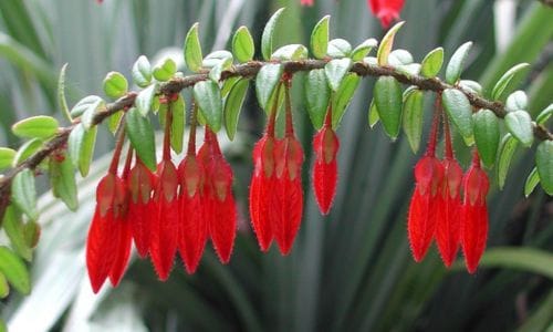 Agapetes serpens Uvjeti uzgoja i zahtjevi biljke​