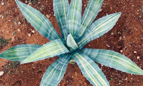 Agave americana 'Striata' Dekorativna vrijednost