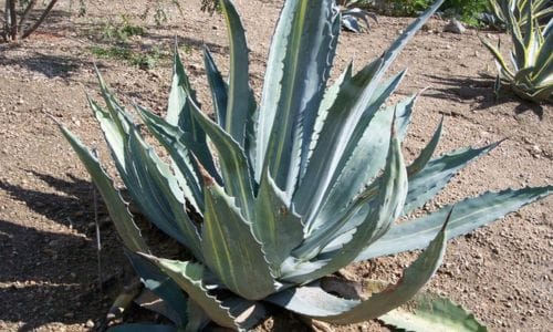 Agave americana 'Striata' Uzgoj i uvjeti za rast