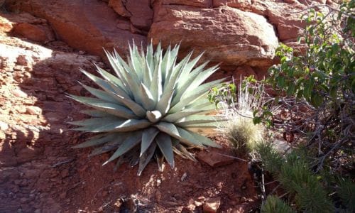 Agave parryi Dekorativna primjena u vrtovima