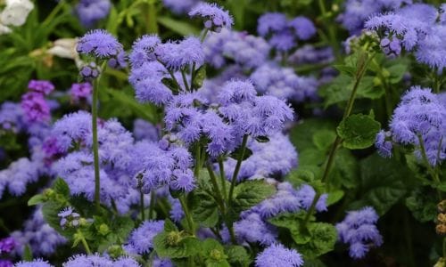 Ageratum houstonianum Dekorativna vrijednost