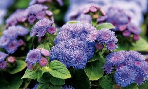 Ageratum houstonianum Idealni uvjeti za rast i uzgoj