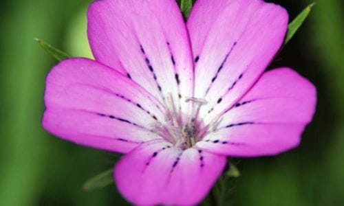 Agrostemma githago Estetska i ekološka vrijednost