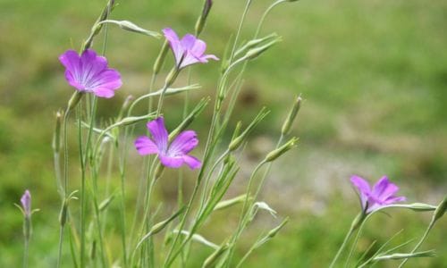 Agrostemma githago Uvjeti uzgoja i prilagodljivost