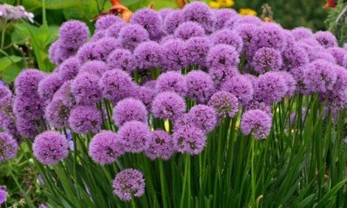 Allium giganteum Dekorativna primjena