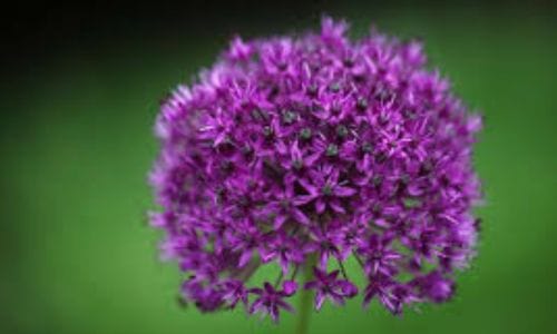 Allium hollandicum Dekorativna vrijednost
