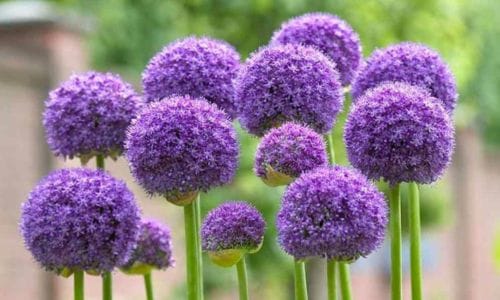 Allium hollandicum Uzgoj i uvjeti za uspješan rast