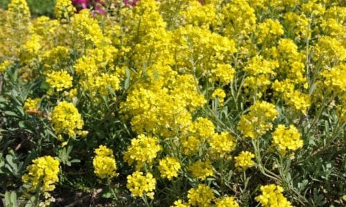 Alyssum montanum Dekorativna primjena