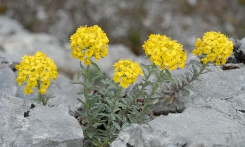 Alyssum montanum Uvjeti uzgoja