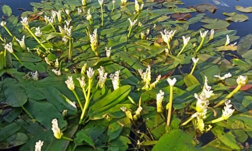 Aponogeton distachyos Dekorativna i ekološka vrijednost