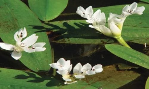Aponogeton distachyos Uvjeti uzgoja